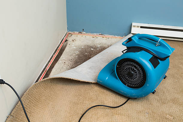 Best Water damage restoration company  in Pea Ridge, FL